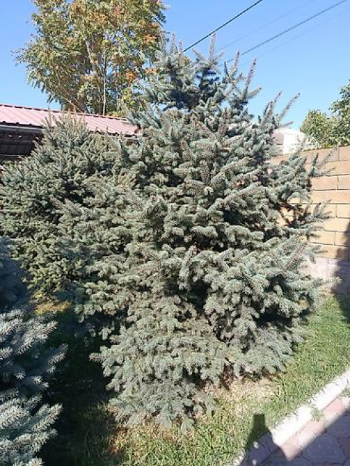 Ели голубые (Иссык-Кульские) и туя западная для озеленения участка Bishkek - photo 23