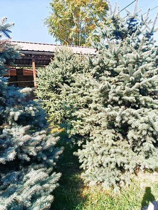 Ели голубые (Иссык-Кульские) и туя западная для озеленения участка Bishkek - photo 14