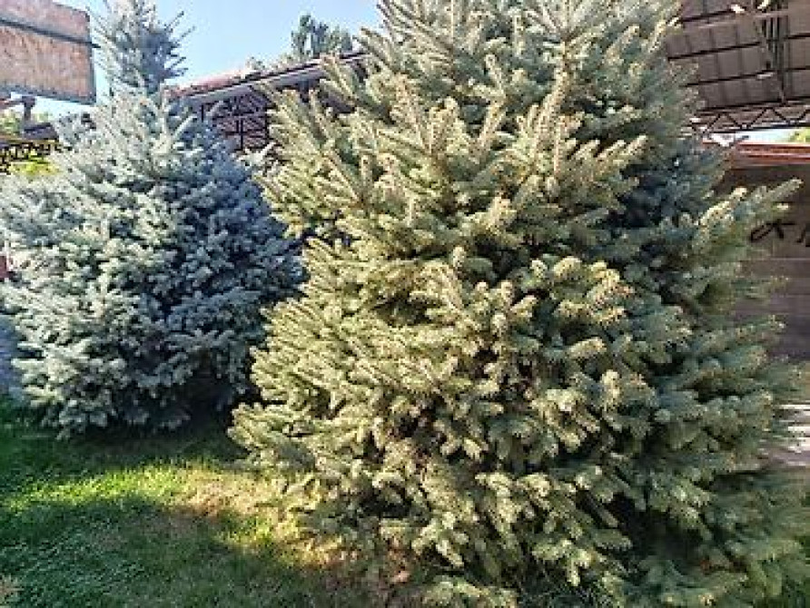 Ели голубые (Иссык-Кульские) и туя западная для озеленения участка Bishkek - photo 28