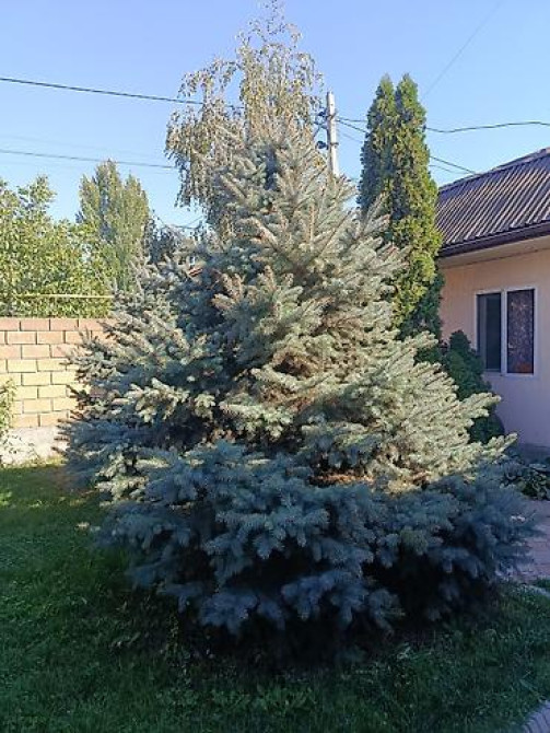Ели голубые (Иссык-Кульские) и туя западная для озеленения участка Bishkek - photo 10