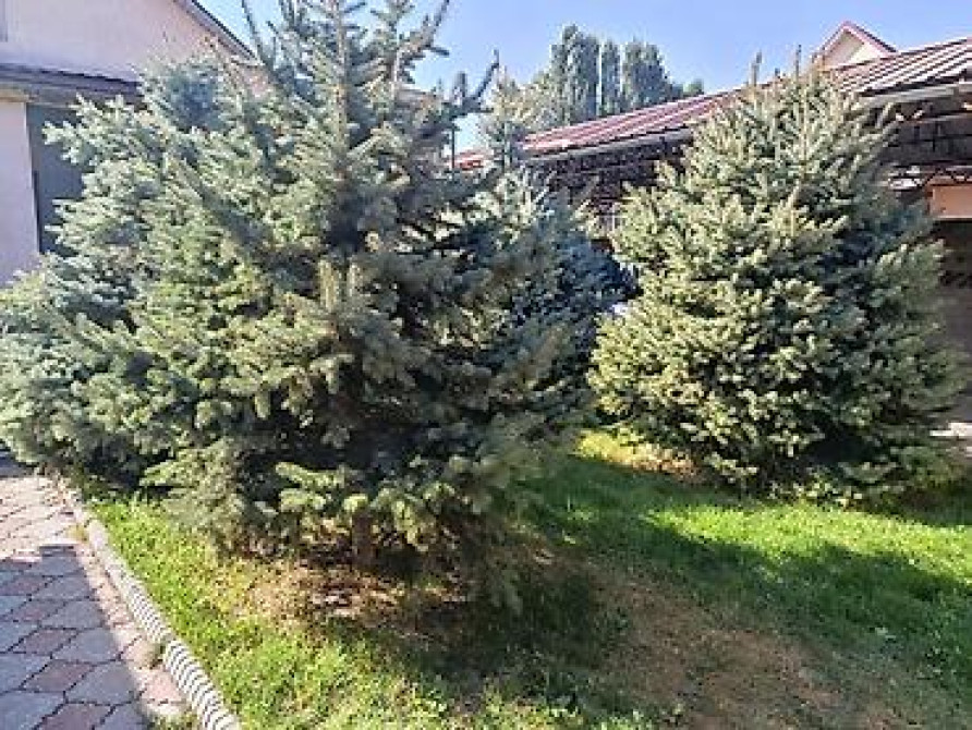 Ели голубые (Иссык-Кульские) и туя западная для озеленения участка Bishkek - photo 25
