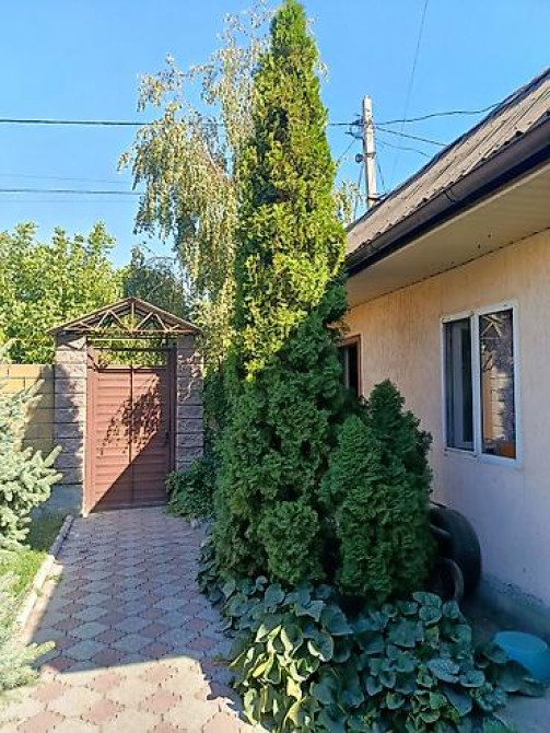 Ели голубые (Иссык-Кульские) и туя западная для озеленения участка Bishkek - photo 29