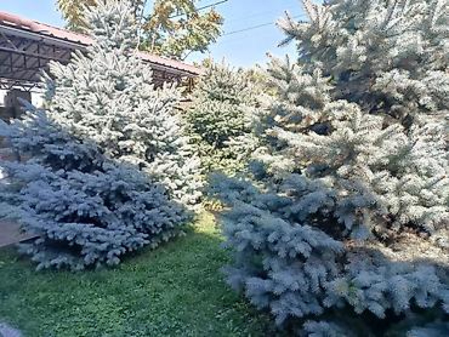 Ели голубые (Иссык-Кульские) и туя западная для озеленения участка Bishkek - photo 27