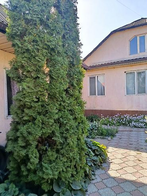 Ели голубые (Иссык-Кульские) и туя западная для озеленения участка Bishkek - photo 22