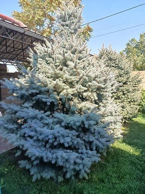 Ели голубые (Иссык-Кульские) и туя западная для озеленения участка Bishkek - photo 11