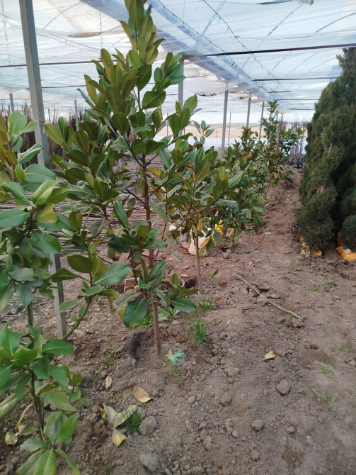 Магнолия вечнозелёная (Magnolia grandiflora) — саженцы из питомника Bishkek - photo 1