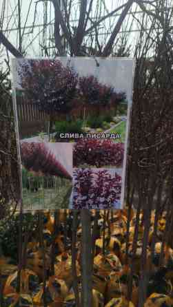 Саженцы декоративной сливы Писсарда (Prunus cerasifera ‘Pissardii’) Bishkek