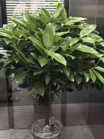 Декоративное комнатное дерево в кадке - Пышная крона с плотными Bishkek