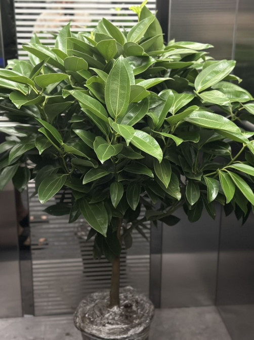 Декоративное комнатное дерево в кадке - Пышная крона с плотными Bishkek - photo 1