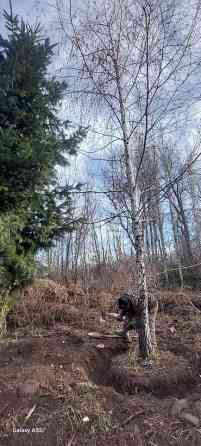 Берёза с комом земли для пересадки Берёза 10м . Ак кайын. - Порода Bishkek