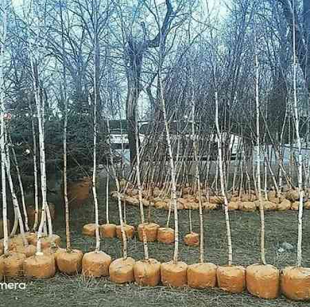 Берёза с комом земли для пересадки Берёза 10м . Ак кайын. - Порода Bishkek