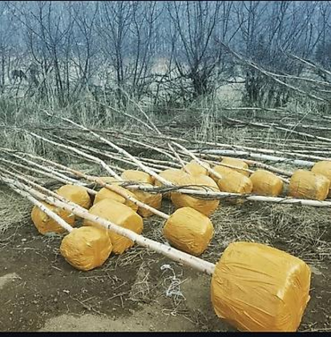 Берёза с комом земли для пересадки Берёза 10м . Ак кайын. - Порода Bishkek - photo 25