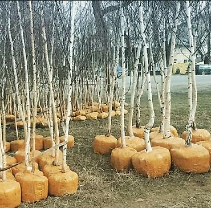 Берёза с комом земли для пересадки Берёза 10м . Ак кайын. - Порода Bishkek - photo 14