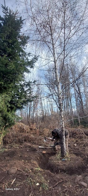 Берёза с комом земли для пересадки Берёза 10м . Ак кайын. - Порода Bishkek - photo 11