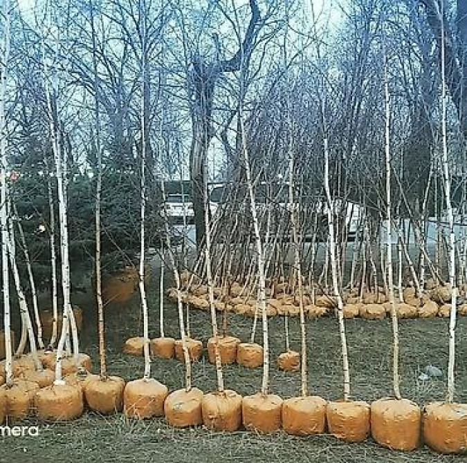 Берёза с комом земли для пересадки Берёза 10м . Ак кайын. - Порода Bishkek - photo 3