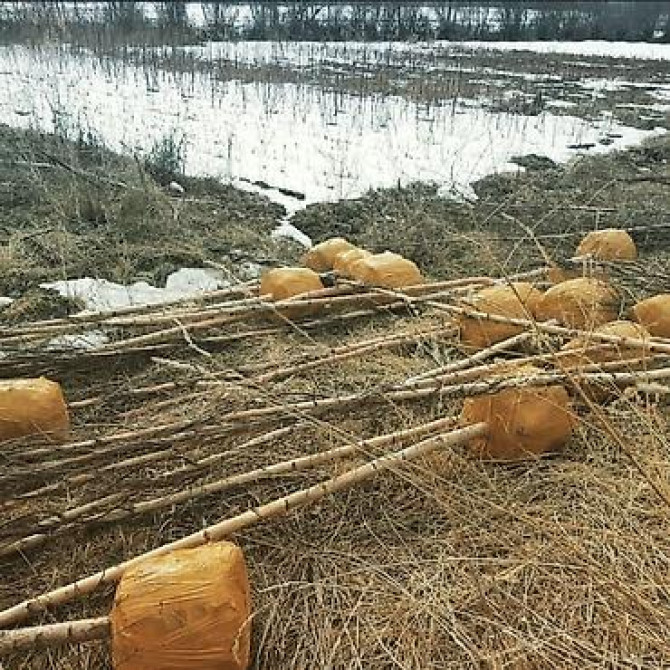 Берёза с комом земли для пересадки Берёза 10м . Ак кайын. - Порода Bishkek - photo 16