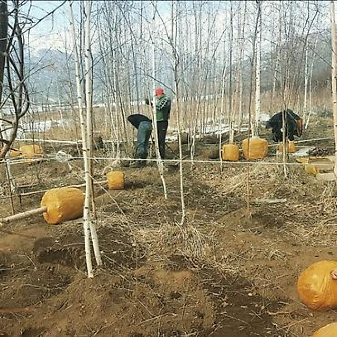 Берёза с комом земли для пересадки Берёза 10м . Ак кайын. - Порода Bishkek - photo 7