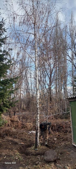 Берёза с комом земли для пересадки Берёза 10м . Ак кайын. - Порода Bishkek - photo 20