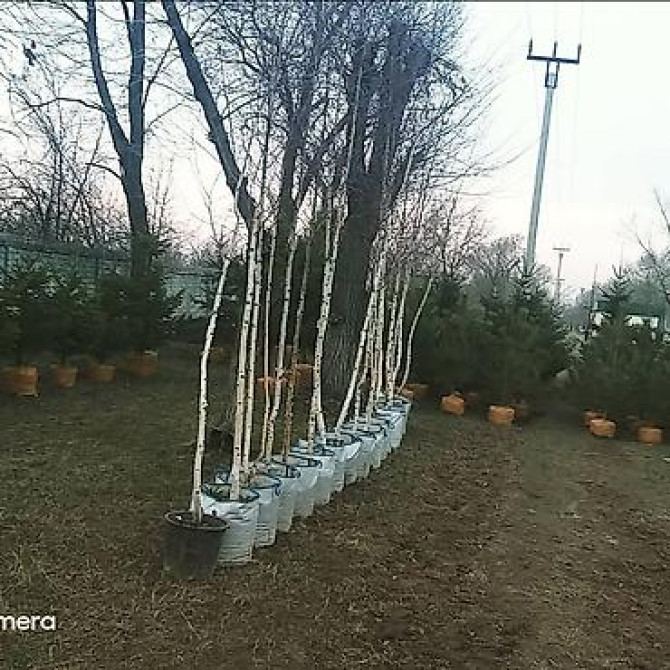 Берёза с комом земли для пересадки Берёза 10м . Ак кайын. - Порода Bishkek - photo 28