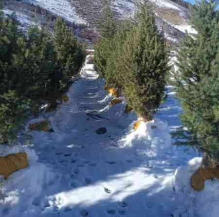 Тянь-Шаньские ели 1.8 до 2м Bishkek