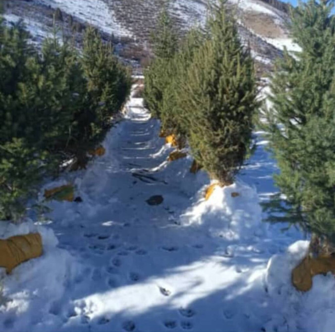 Тянь-Шаньские ели 1.8 до 2м Bishkek - photo 1