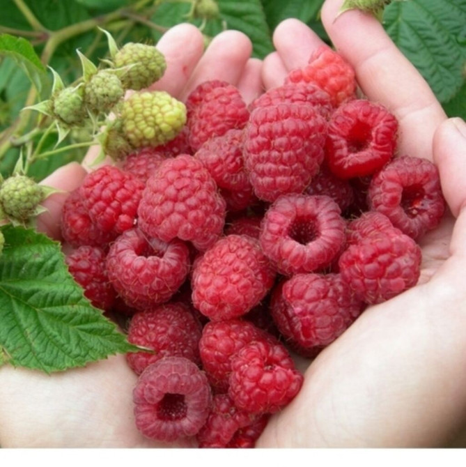 ЖАКШЫ ЖАҢЫЛЫК. РАССРОЧКА 3 АЙГА БӨЛҮП ТӨЛӨӨ. ЖАКШЫ ПАЙДА КӨРҮП Bishkek - photo 1