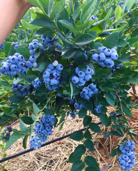 Саженцы голубики. НЕ ИНВИТРО!!! 9 сортов! Не европа!!! Поставка из Bishkek - photo 1