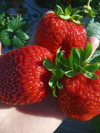 Клубника нын көчөттөрү сатылат альбион Мурано Азия клери альба.баасы Bishkek