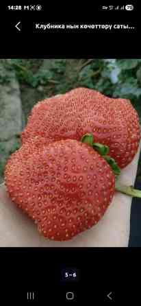 Клубника көчөттөрү сатылат сорт альбион мурано Азия - Ягоды крупные Bishkek