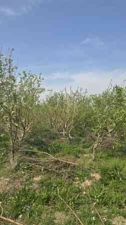 Саженцы яблони из плодового сада - Предлагаются саженцы яблони с Bishkek