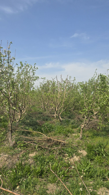 Саженцы яблони из плодового сада - Предлагаются саженцы яблони с Bishkek - photo 1