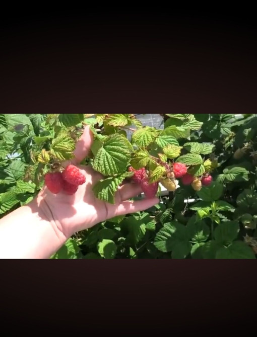 Малина (ремонтантная, крупноплодная) - Ягоды крупные, выровненные Bishkek - photo 1