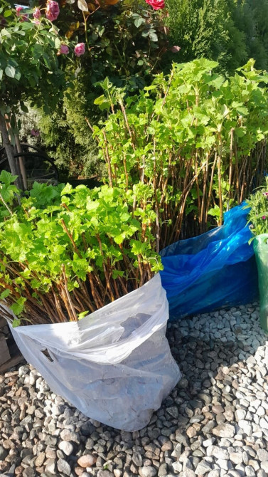 Саженцы чёрной смородины (корнесобственные, выкопка текущего сезона) Bishkek - photo 1