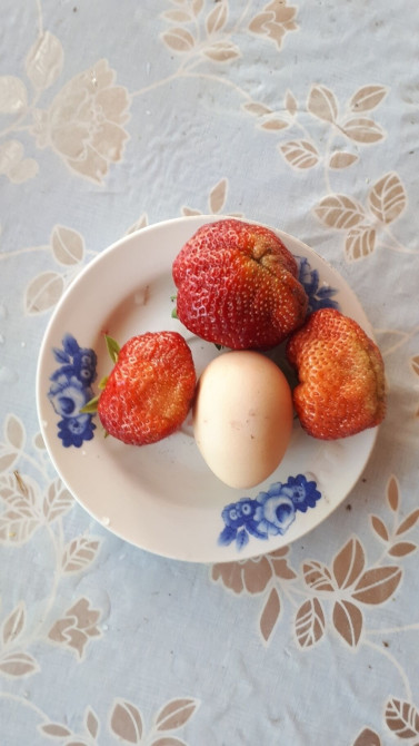 Продаю саженцы клубники. Сорт альбион, гигантелла. Ремонтантная Bishkek - photo 1