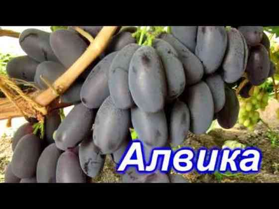 Саженцы винограда (столовые сорта) ПО ВСЕМ ВОПРОСАМ ЗВОНИТЕ!!!!!!!!! Bishkek