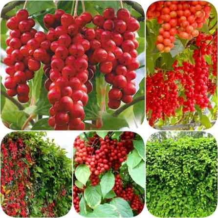 Лимонник Дальневосточный Schisandra. Листопадная лиана до 4 м Bishkek