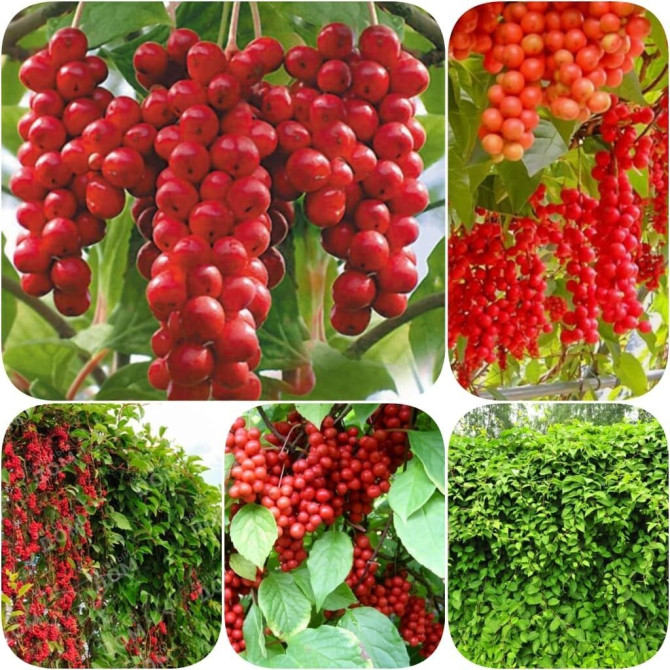 Лимонник Дальневосточный Schisandra. Листопадная лиана до 4 м Bishkek - photo 1