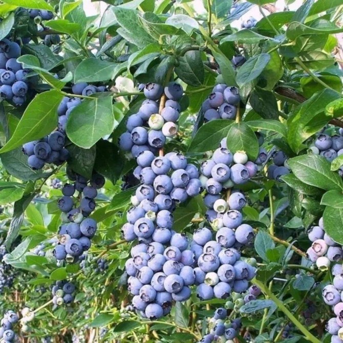 Голубика в продаже сорта дюк, патриот, река, спартан. 1х летние кусты Bishkek - photo 1