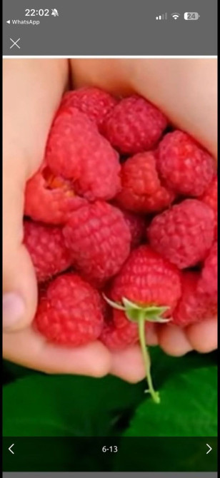 Саженцы. Питомник. Малина Новый сорт. Ягоды крупные, саженцы тоже Bishkek - photo 1