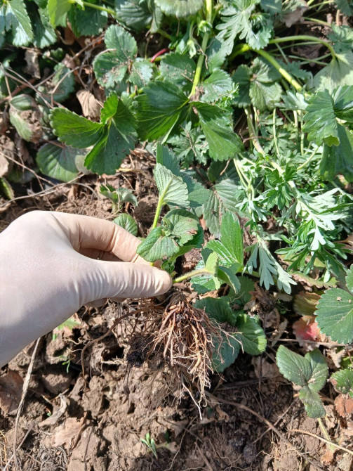 Рассада садовой земляники (клубники) — усы с открытой корневой Bishkek - photo 1