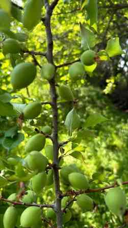 Зеленые абрикосы ???????? баткен кок оруктору (королор) свежие натуральные Bishkek