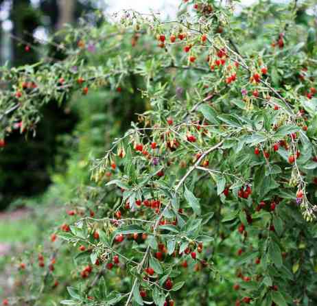 Годжи (Lycium barbarum) — плодоносящий кустарник с вытянутыми Bishkek