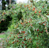 Годжи (Lycium barbarum) — плодоносящий кустарник с вытянутыми Bishkek