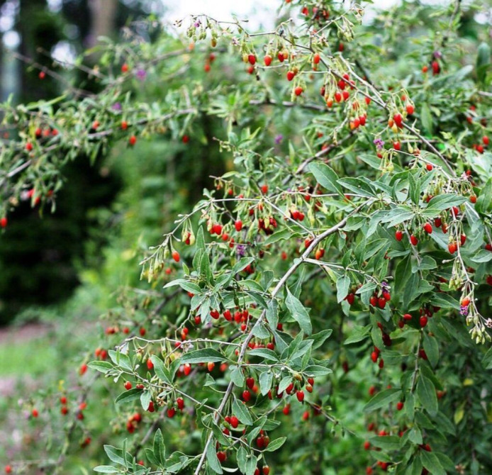 Годжи (Lycium barbarum) — плодоносящий кустарник с вытянутыми Bishkek - photo 1
