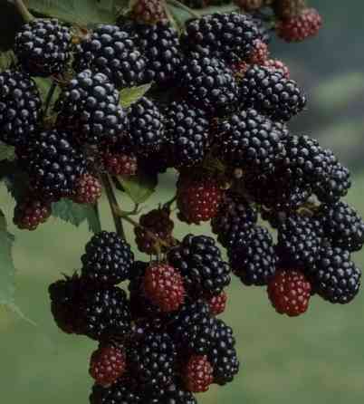 Саженцы Ежемалины трехгодовалые (не колючая), сладкая ягода. Сорт Bishkek