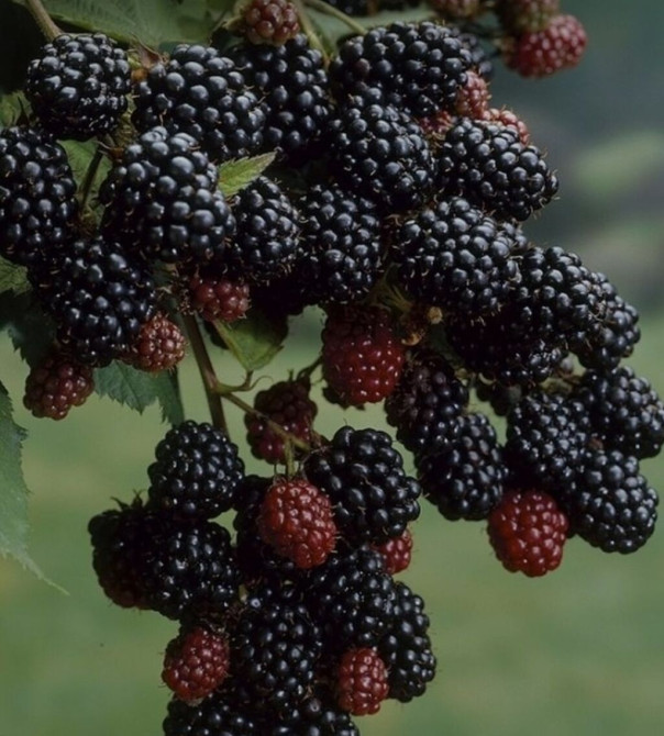 Саженцы Ежемалины трехгодовалые (не колючая), сладкая ягода. Сорт Bishkek - photo 1