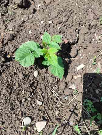 Саженцы малины, ежевики (молодые побеги с корнем) - Культура: малина Bishkek
