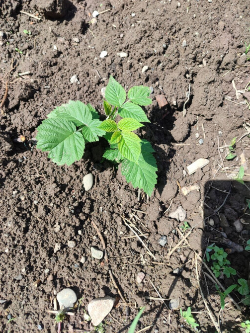 Саженцы малины, ежевики (молодые побеги с корнем) - Культура: малина Bishkek - photo 1