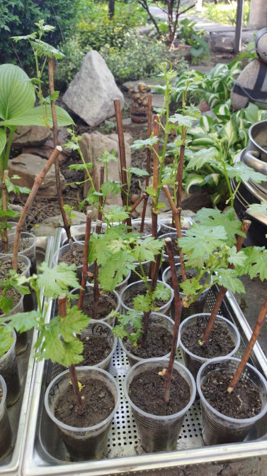 Саженцы винограда. Пино, каберне . Есть второгодки. Вина получаются Bishkek - photo 1