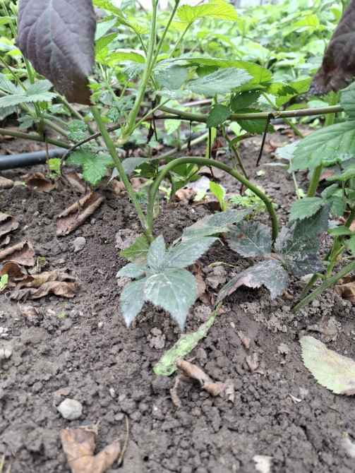 Саженцы ежевики (безшипные сорта) - Молодые укоренённые отпрыски от Bishkek - photo 1